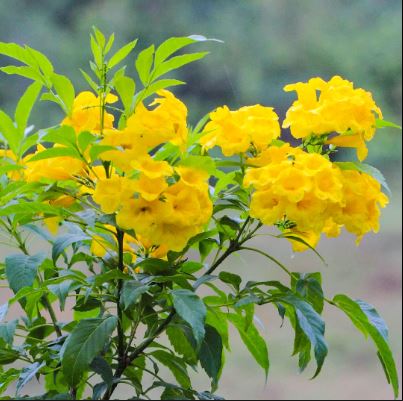 Tecoma-Yellow-Vine Flower Plant - Naturemart.in