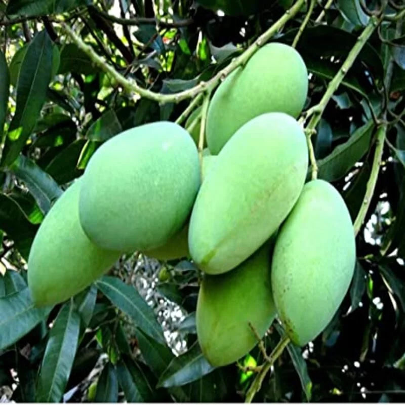 All Time Mango Fruit Plant Grafted - Naturemart.in