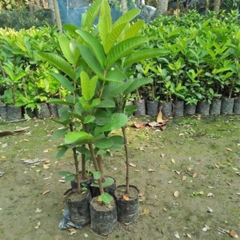 Thai Kg Guava Fruit Plant - Naturemart.in