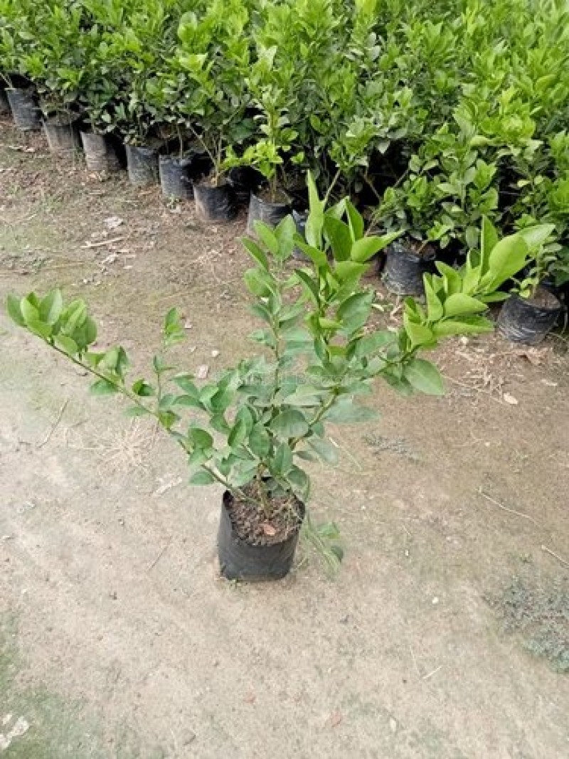 Thai Patti Lemon Fruit Plant - Naturemart.in
