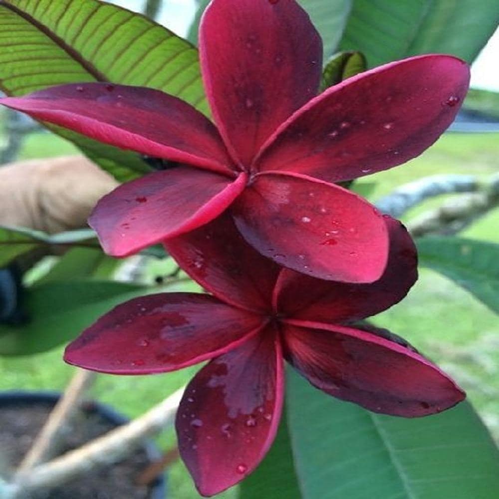 Plumeria/Blood Red | Frangipani Flower Plant - Naturemart.in