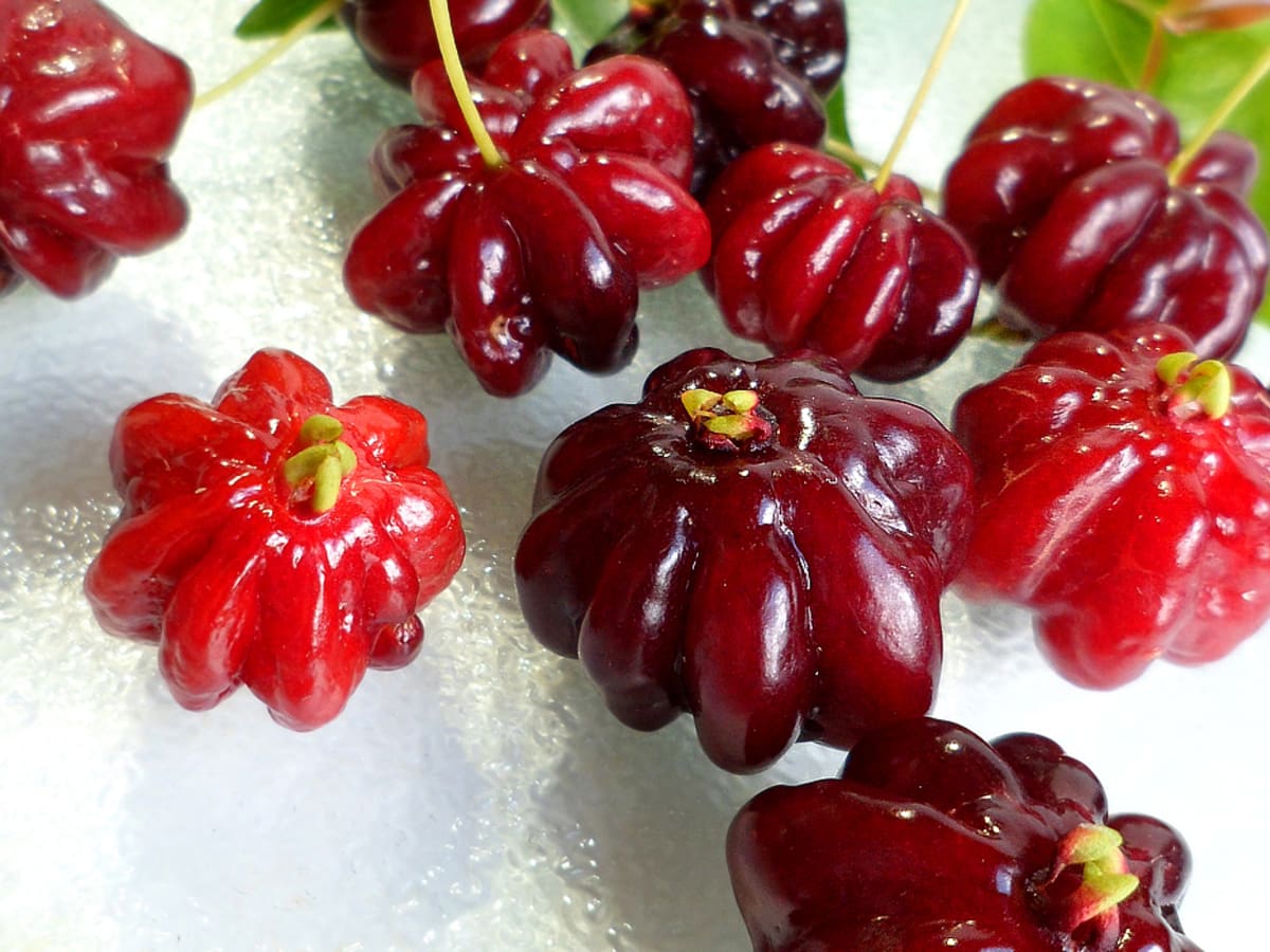 Star Gooseberry/Phyllanthus Acidus- Fruit Plants & Tree - Naturemart.in
