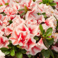 Azalea pink mist flower plant