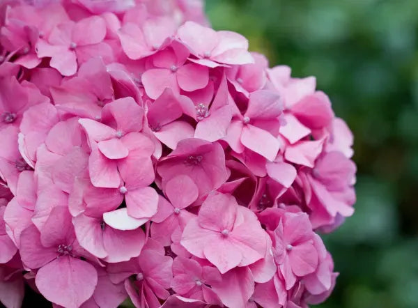 Hybrid Hydrangea Plant For Gardening - Naturemart.in