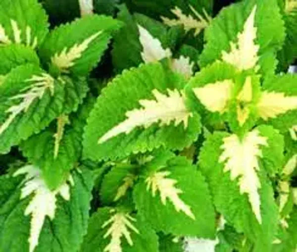 Coleus(Green) Flowers Plants - Naturemart.in