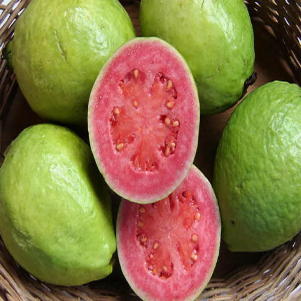 Thai Pink Guava Fruit Plant - Naturemart.in