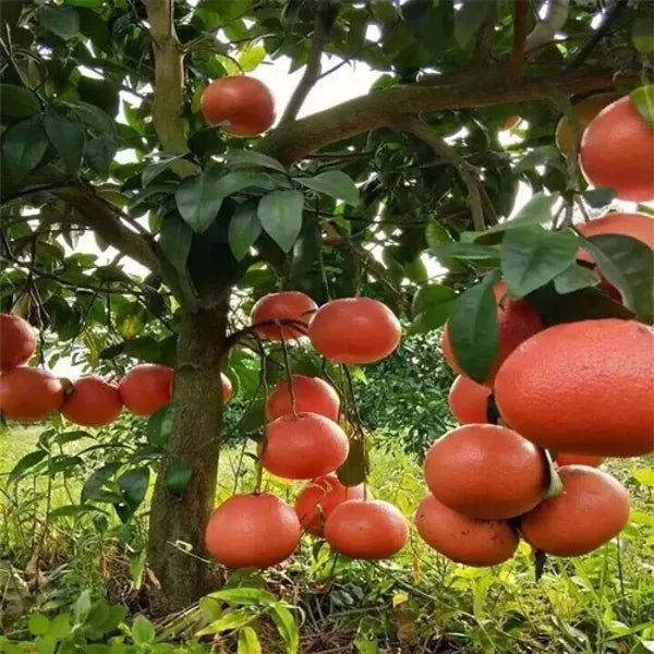 Pomelo Orange Plant (Red Colour) - Naturemart.in