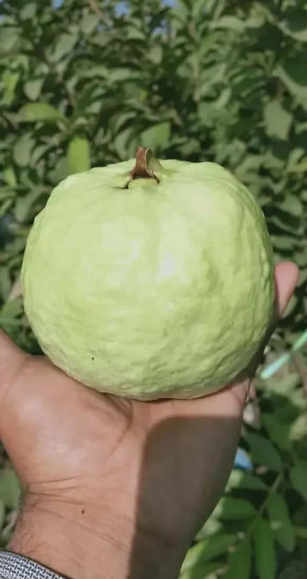 Thai-5 Guava Plant For Gardening - Naturemart.in