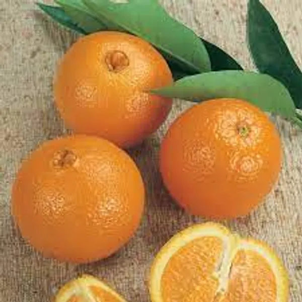 Washington Navel Orange Plant-Grafted - Naturemart.in