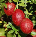 Austrelian Red Lime Fruit Plant - Naturemart.in