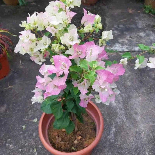 Bougainvillea Flowers PLANT( ID- ICE CREAM)