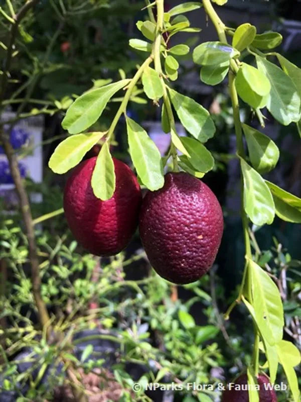 Austrelian Red Lime Fruit Plant - Naturemart.in