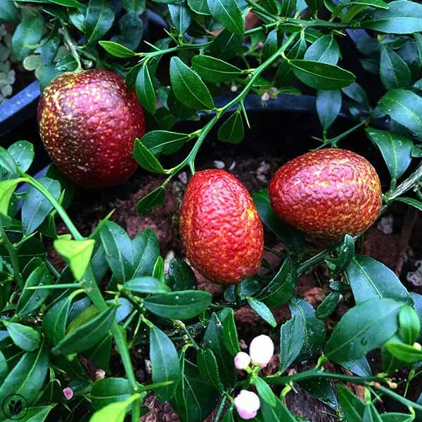 Austrelian Red Lime Fruit Plant - Naturemart.in