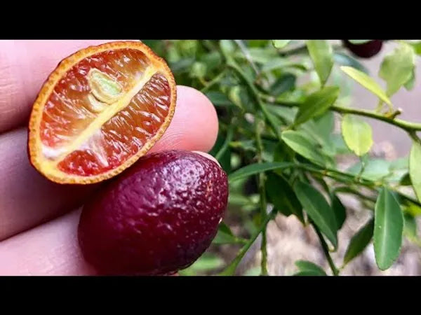 Austrelian Red Lime Fruit Plant - Naturemart.in