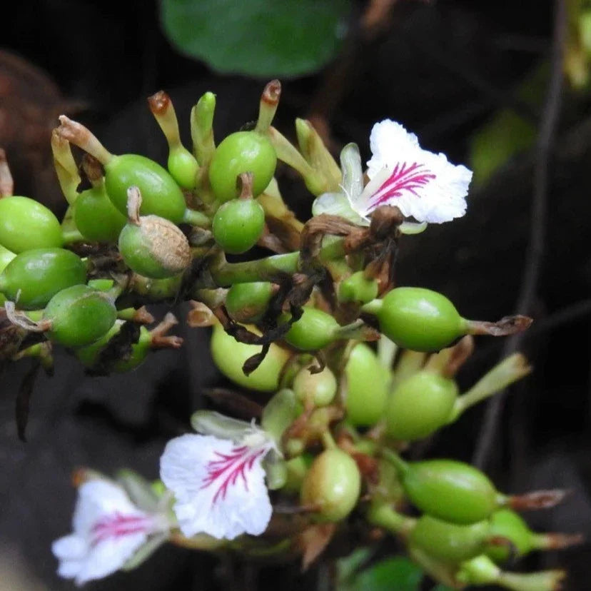 Indian Elaichi Plant For Gardening(Cardamom) - Naturemart.in