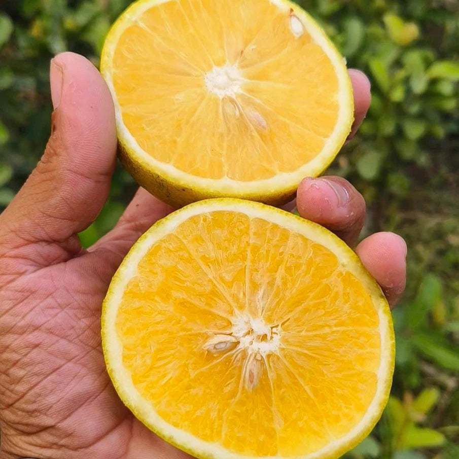 Vietnam All Time Malta Orange Plant - Naturemart.in
