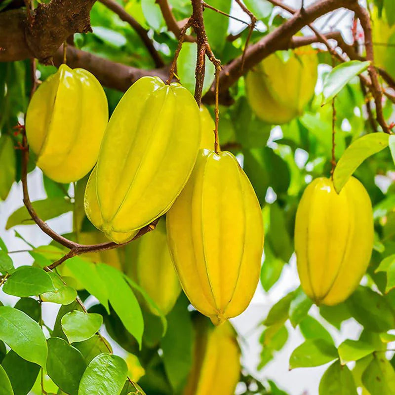 All Time Star-Fruit Grafted Plant - Naturemart.in