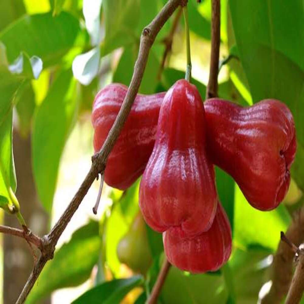 Water Apple(Red)Fruit Plant - Naturemart.in