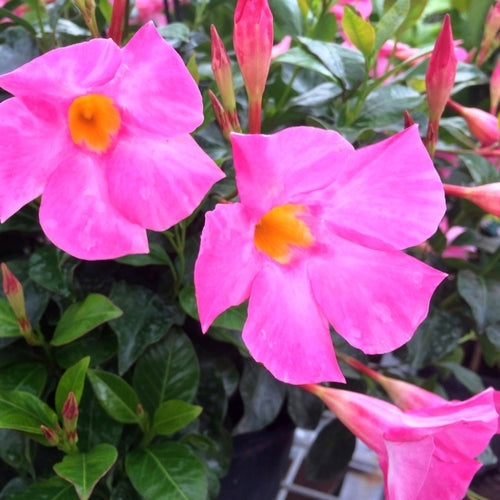 Mandevillea Flowers Plant-Pink Colour - Naturemart.in
