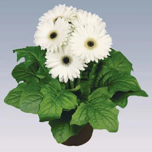 Gerbera Perennial Flower Plant (white) - Naturemart.in