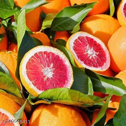 Moro Blood Orange Fruit Plant - Naturemart.in