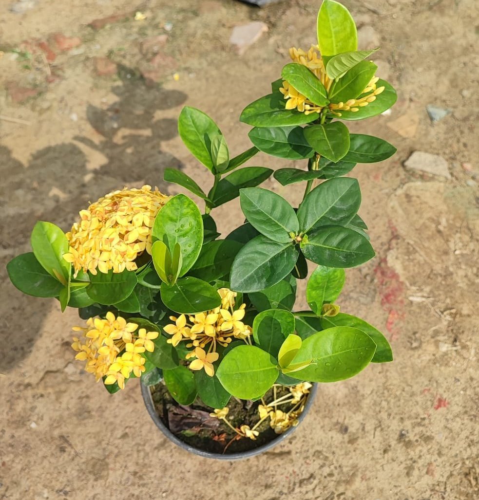 Chinese Ixora Flowers Plant (Yellow) - Naturemart.in