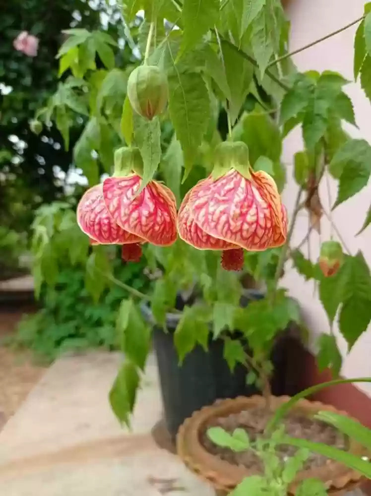 Lantern Hibiscus Plant For Gardening - Naturemart.in