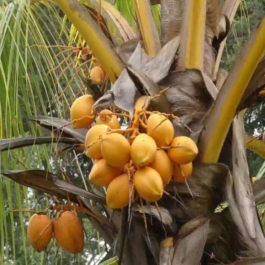 Kera Sankara Coconut Fruit Tree - Naturemart.in