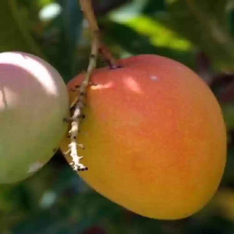 Gobindabhog Mango Fruit Plant (Grafted) - Naturemart.in
