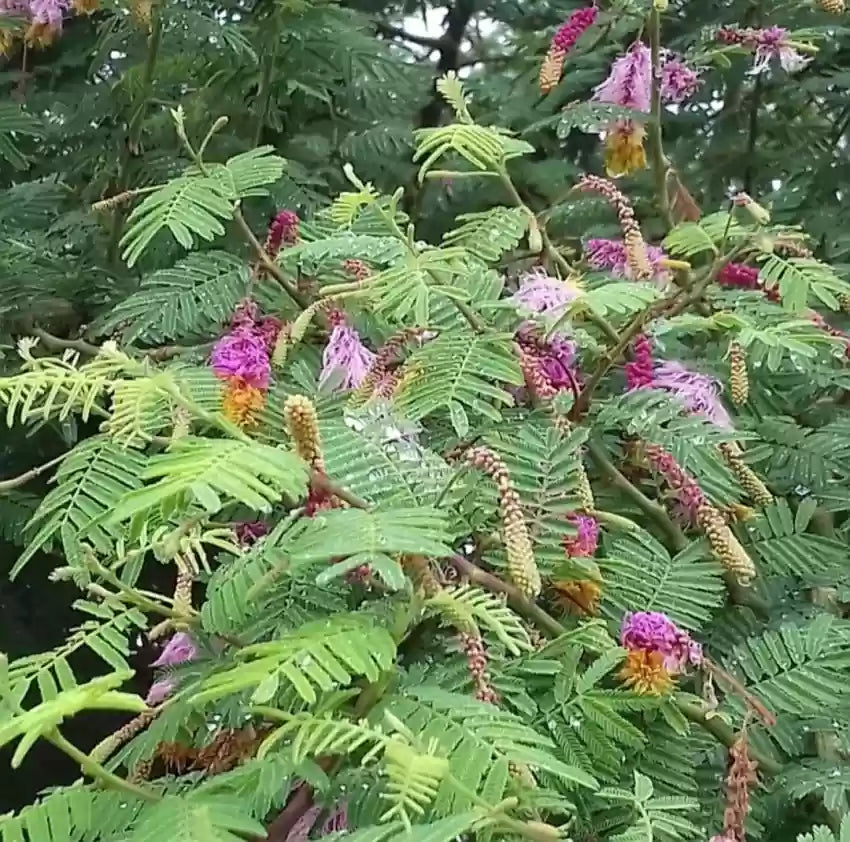 Shami Plant - Naturemart.in