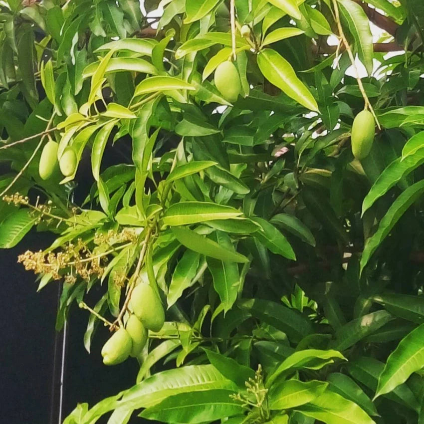 Gobindabhog Mango Fruit Plant (Grafted) - Naturemart.in