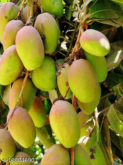 Chowsa Mango Fruit Plant (Grafted) - Naturemart.in