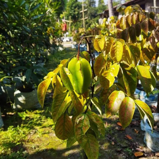 All Time Star-Fruit Grafted Plant - Naturemart.in