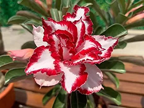 Rose Variety Adenum Flower Plant For Home Garden - Naturemart.in