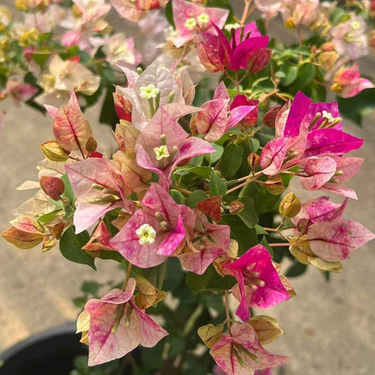 Golden Rao Bougainvillea flower plant