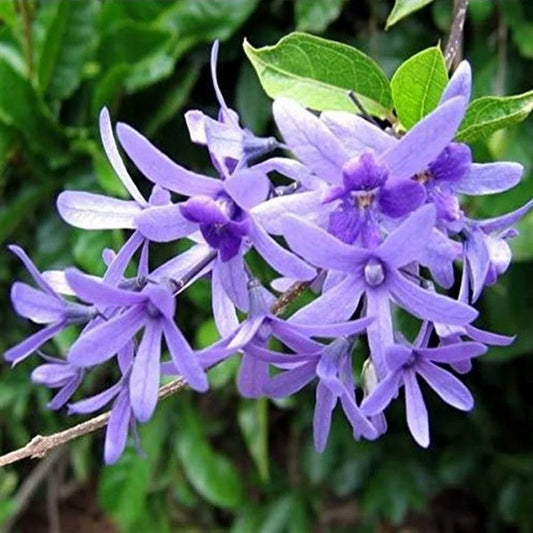 Neel Moni Lota Flower PLANT (Petrea Volubilis Volubilis) - Naturemart.in