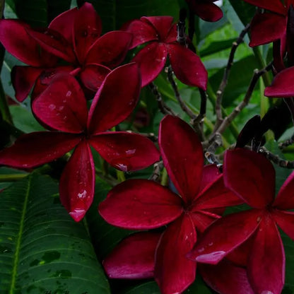 Plumeria/Blood Red | Frangipani Flower  Plant - Naturemart.in