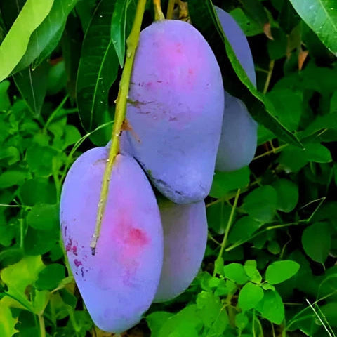 Black Stone Mango Plant-Grafted - Naturemart.in
