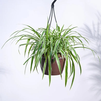 Spider Plant - Naturemart.in