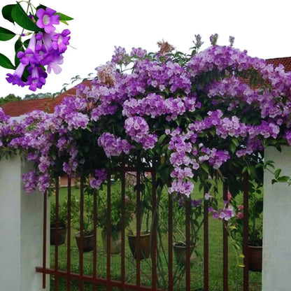 Garlic Vine   Flower Plant For Gardening - Naturemart.in