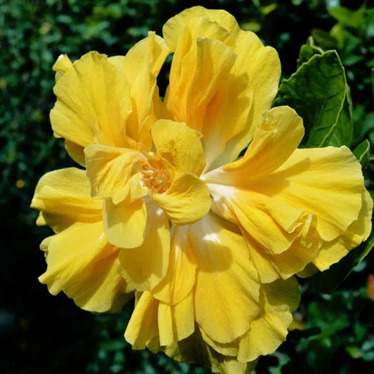 American Yellow Thoka Hibiscus Plant - Naturemart.in