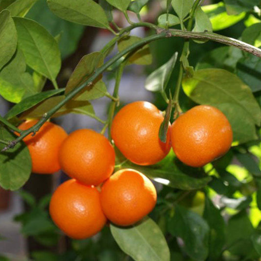 Mandarin Orange Fruit  Plant-Grafted - Naturemart.in