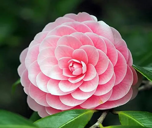 Exotit New Camelia Flowers Plant - Naturemart.in