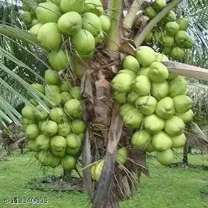Vietnum Hybrid Coconut Fruit Plant - Naturemart.in