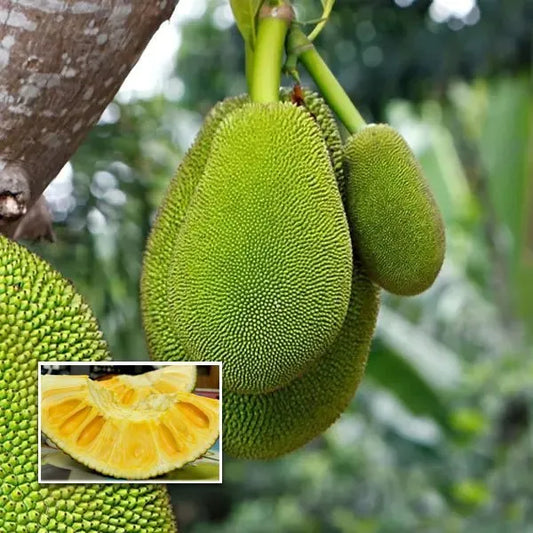 Thai All Time Jack Fruit Plant - Naturemart.in