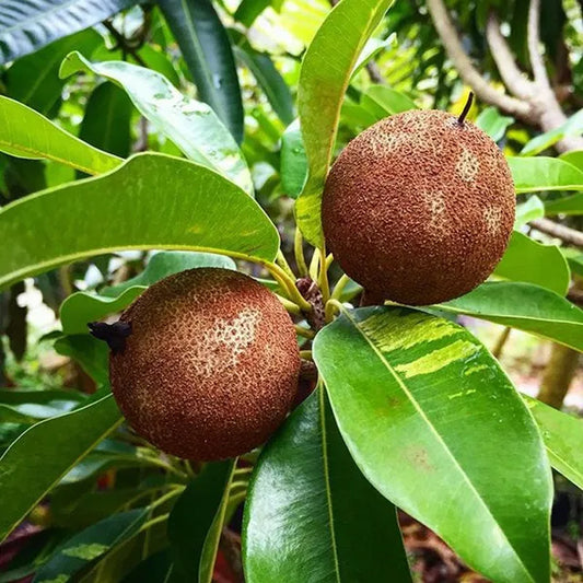 Variegated Chiku Grafted Fruit Plant - Naturemart.in