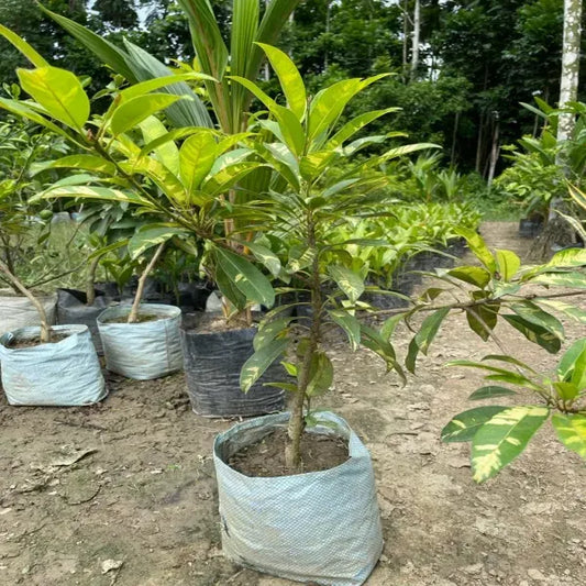 Variegated Chiku Grafted Fruit Plant - Naturemart.in