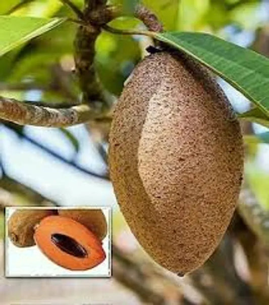 Thai Chiku Grafted Fruit Plant - Naturemart.in