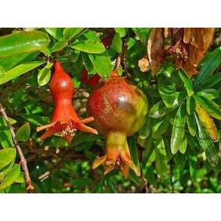 Mridula variety of pomegranate