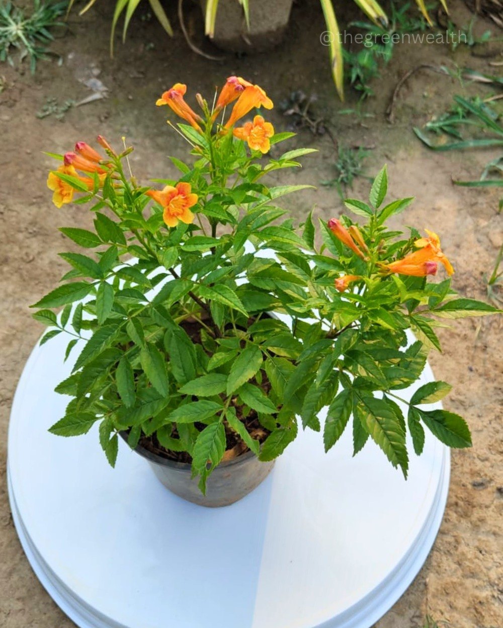 Tecoma Orange Vine Flowers Plant - Naturemart.in
